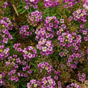 Spring Bloom Flower Mix Seeds