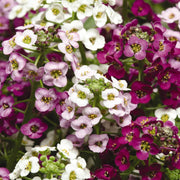 Spring Bloom Flower Mix Seeds