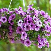 Spring Bloom Flower Mix Seeds