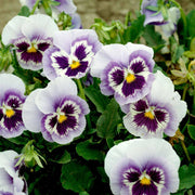 Spring Bloom Flower Mix Seeds
