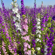 Spring Bloom Flower Mix Seeds