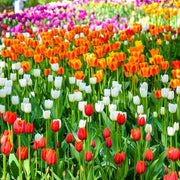 Spring Tulip Seeds - Flower Plant