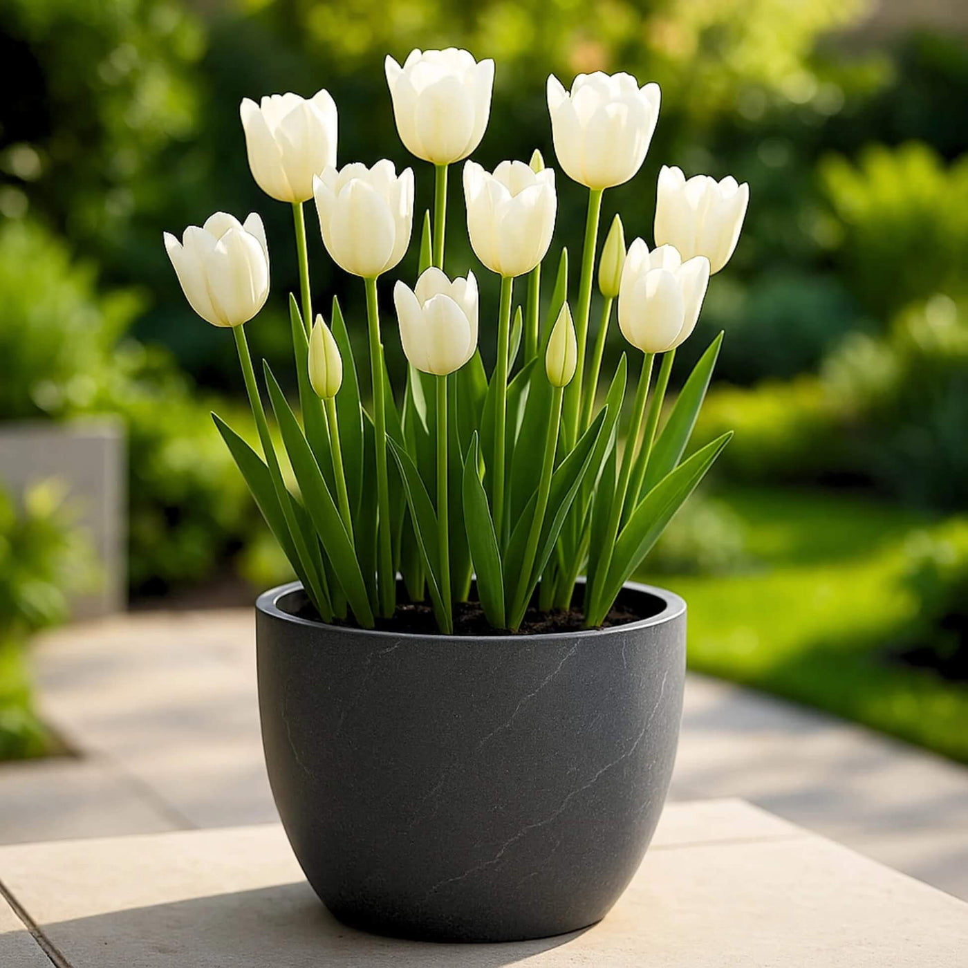 Spring Tulip Seeds - Flower Plant