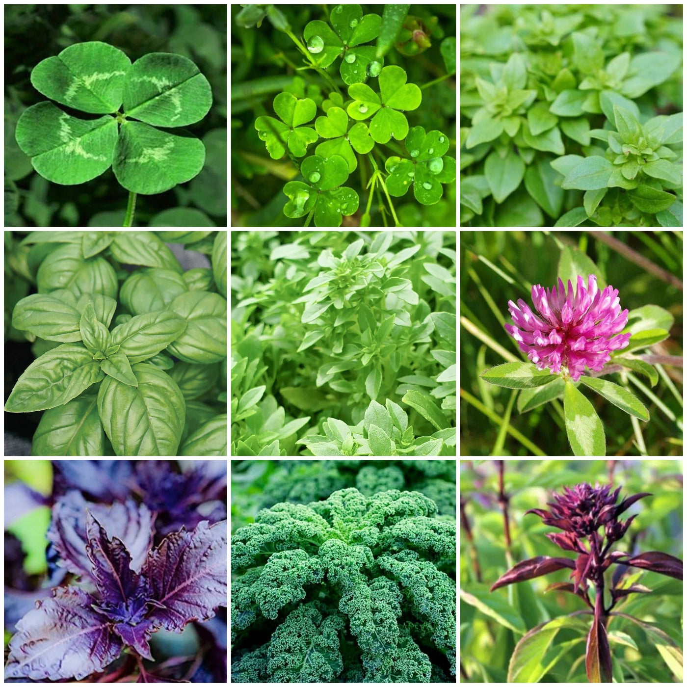 Sprouting Seeds - All In One For Home Gardens