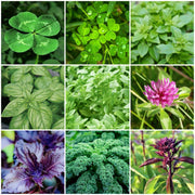 Sprouting Seeds - All In One For Home Gardens