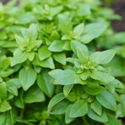 Sprouting Seeds - All In One For Home Gardens
