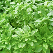 Sprouting Seeds - All In One For Home Gardens