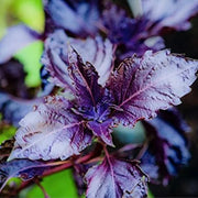 Sprouting Seeds - All In One For Home Gardens