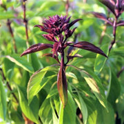 Sprouting Seeds - All In One For Home Gardens