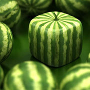 Square Watermelon Seeds