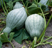 Table King Acorn Squash Seeds