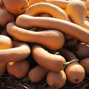 Tromboncino Squash Seeds
