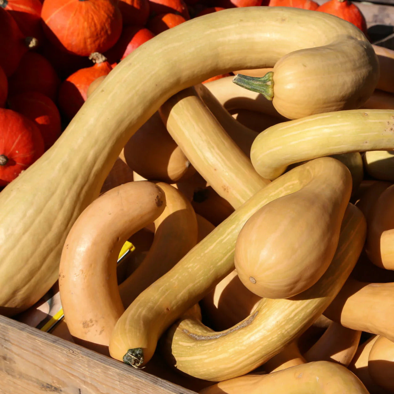 Tromboncino Squash Seeds
