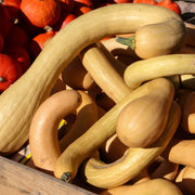 Tromboncino Squash Seeds