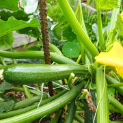 Squash Seeds - All In One For Home Gardens