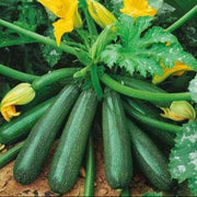 Squash Seeds - All In One For Home Gardens