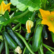 Squash Seeds - All In One For Home Gardens