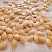 Squash Seeds - All In One For Home Gardens