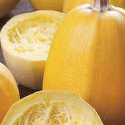 Spaghetti Squash Seeds