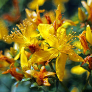 Hypericum pyramidatum Great Saint John's Wort Seeds, Herbal