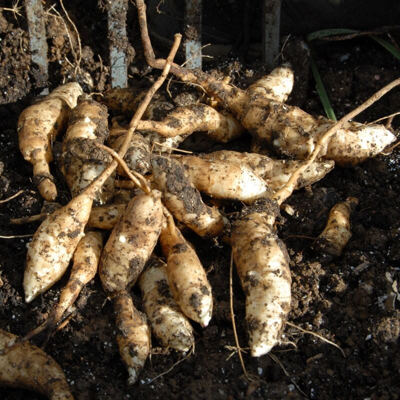 Stampede Seeds - for Home Gardens Seeds