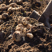Stampede Seeds - Vegetable Plant for Home Gardens