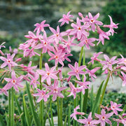 Standard Purple Society Garlic Seeds - Herbal Plant