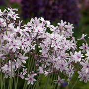 Standard Purple Society Garlic Seeds - Herbal Plant