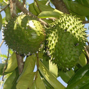 Standard Soursop Seeds - Fruit Plant
