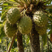 Standard Soursop Seeds - Fruit Plant