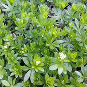 Standard Sweet Woodruff Seeds - Herbal Plant