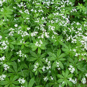 Standard Sweet Woodruff Seeds - Herbal Plant