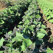 Standard Yacon Seeds - Vegetable Plant