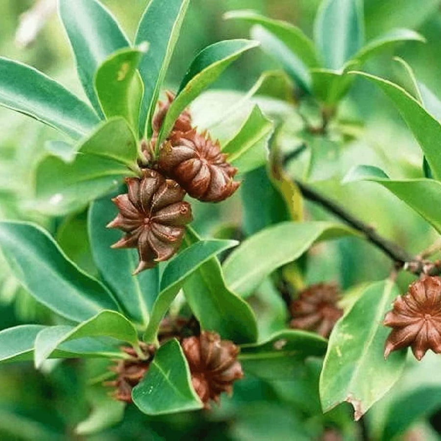 Star Anise Seeds – Illicium verum