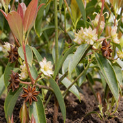 Star Anise Seeds – Illicium verum