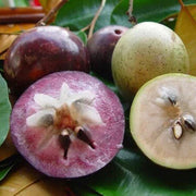 Purple Star Apple Seeds