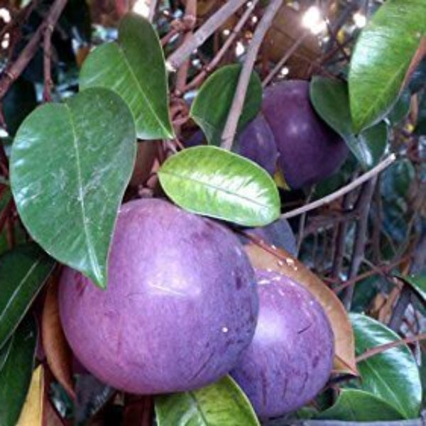 Purple Star Apple Seeds