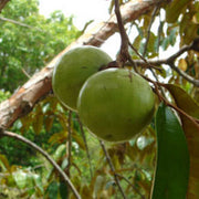 White Star Apple Seeds