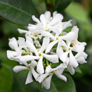 Star Jasmine Seeds - Flower Plant
