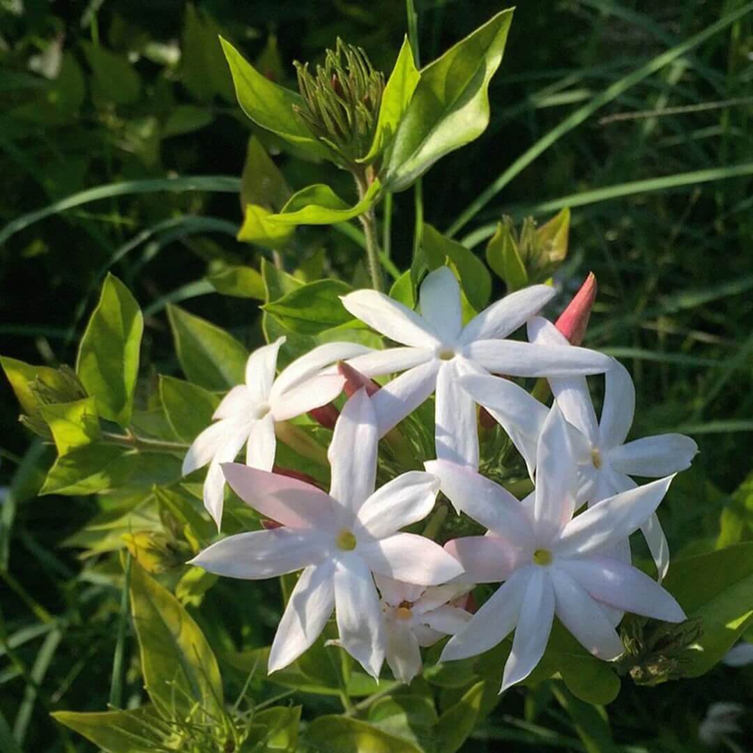 Star Jasmine Seeds - Flower Plant