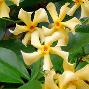 Star Jasmine Seeds - Flower Plant
