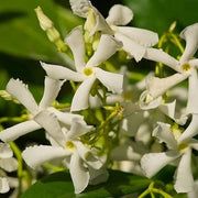 Star Jasmine Seeds - Flower Plant