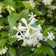 Star Jasmine Seeds - Flower Plant