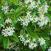 Star Jasmine Seeds - Flower Plant
