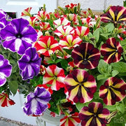 Star Mix Petunia Seeds