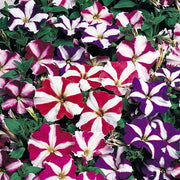 Star Mix Petunia Seeds
