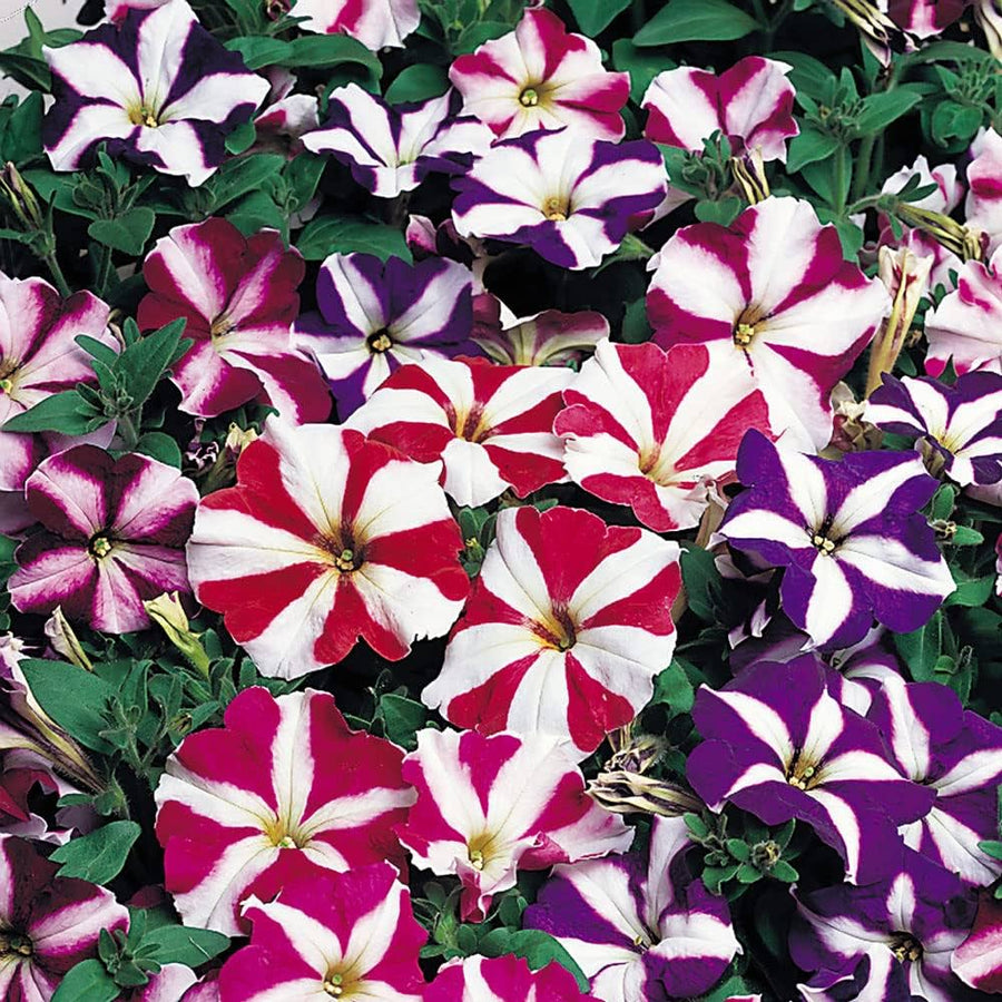 Star Mix Petunia Seeds
