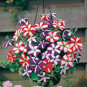 Star Mix Petunia Seeds