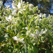 Starflower Borage Seeds