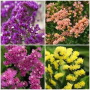 Statice Seeds - All In One For Home Gardens